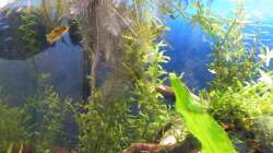 Wurzel der Wasserhyazinthe für Gertrud - 10.07.2011