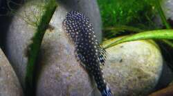 Flossie - Gastromyzon scitulus - 28.07.2011