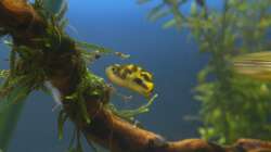 Emil - da ist was interessant! - 04.07.2011