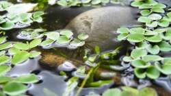 An der Wasseroberfläche - 02.07.2011