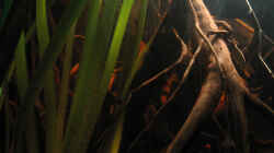 Vallisneria Gigantea, Riesen Vallisnerie