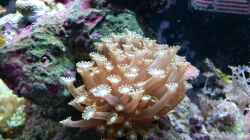 Pflanzen im Aquarium Meerwasser Nano Cube 60L Marinus