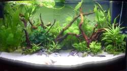 Die Pflanzen sind schon ein gutes Stück gewachsen ;)