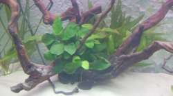 Pflanzen im Aquarium Juwel Vision 180