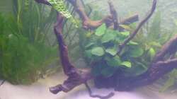 Pflanzen im Aquarium Juwel Vision 180