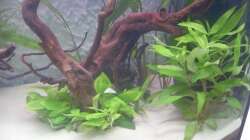 Pflanzen im Aquarium Juwel Vision 180