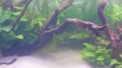 Pflanzen im Aquarium Juwel Vision 180