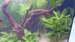 Pflanzen im Aquarium Juwel Vision 180