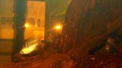 Besatz im Aquarium Some Tea Colored Water