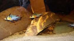 Besatz im Aquarium Some Tea Colored Water