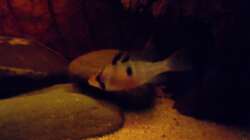 Besatz im Aquarium Some Tea Colored Water