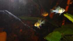 Besatz im Aquarium Some Tea Colored Water