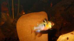 Besatz im Aquarium Some Tea Colored Water