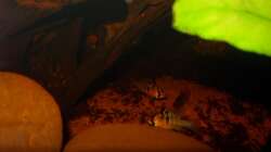 Besatz im Aquarium Some Tea Colored Water