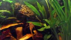 Rechter Beckenabschnitt