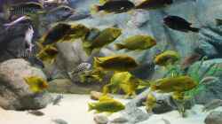 Besatz im Aquarium Becken 20323