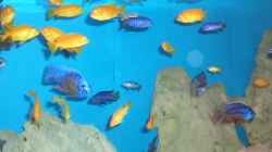 Besatz im Aquarium Becken 2033