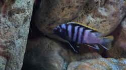 Besatz im Aquarium Malawi (nur noch Beispiel)