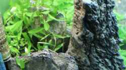 Proserpinaca palustris `cuba`