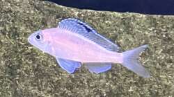 Xenotilapia spilopterus kasanga (Licht mit mehr Blauanteil)