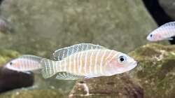 Lamprologolus similis