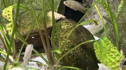 Lamprologolus similis