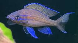 Paracyprichromis nigripinnis blue neon - Männchen