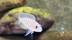 Lamprologolus similis