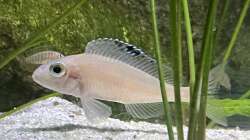 Xenotilapia spilopterus kasanga