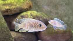Lamprologolus similis