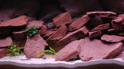 Aquarium Mein erstes Becken / Malawi