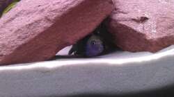 Der C. Afra Cobue Bock etwas scheu =)