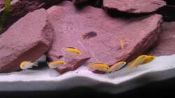 Meine Acht Labidochromis Caeruleus