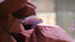 Der Afra Cobue Bock bekennt langsam Farbe