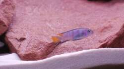 Pseudotropheus Elongatus Mpanga Bock