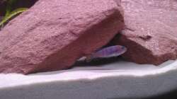 Besatz im Aquarium Mein erstes Becken / Malawi