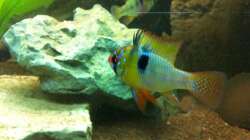 schmetterlingsbuntbarsch