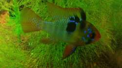 Besatz im Aquarium Amazon as