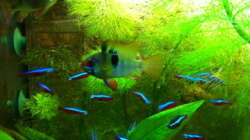 Schmetterlingsbuntbarsch