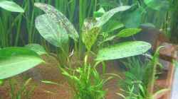 Echinodorus ozelot grün und im Vordergrund die unbekannte `Rasenpflanze`