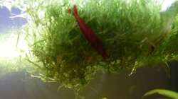Red Fire Garnelen