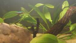 Echinodorus
