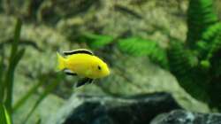 Labidochromis caeruleus Yellow