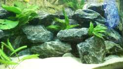 Ca. 110kg dieser Steine habe ich in das Aqua gesetzt.