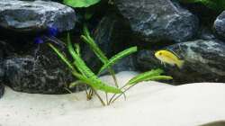 Cryptocoryne