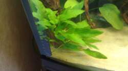 Pflanzen im Aquarium Orilla del rio Aufgelöst