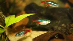 So ab hier kommen die Bilder mit der neuen Kamera