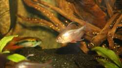 Besatz im Aquarium Orilla del rio Aufgelöst