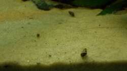 Besatz im Aquarium Orilla del rio Aufgelöst