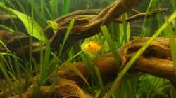 Besatz im Aquarium Orilla del rio Aufgelöst